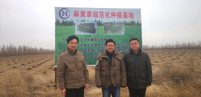 北京华邈集团以及中国中药材领导来我公司基地视察麻黄草采割情况！